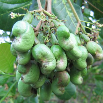 Essem Trading Cashew Nuts