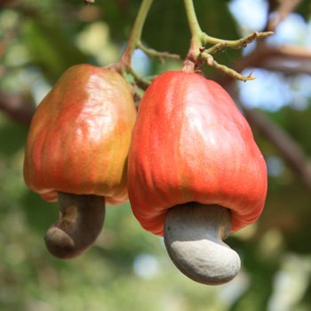 Essem Trading Cashew Nuts