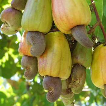 Essem Trading Cashew Nuts