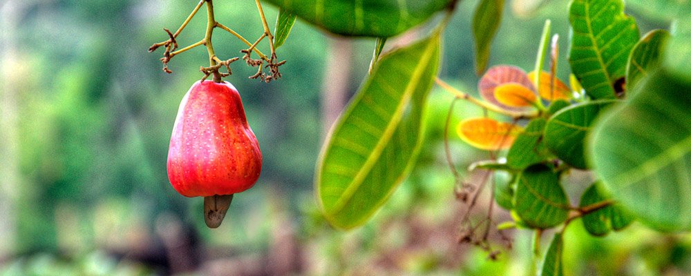 Essem Trading | Cashew Exporters Kollam